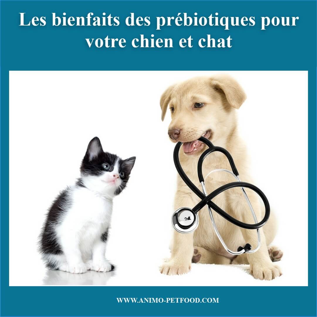 bienfaits-des-prebiotiques-chat-et-chien